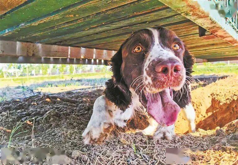 是如何练成的？——“汪汪队”养成记AG真人河南日报 他们和它们默契(图2)