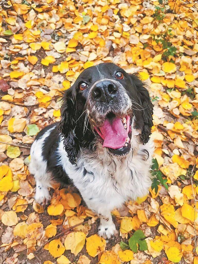 是如何练成的？——“汪汪队”养成记AG真人河南日报 他们和它们默契(图3)