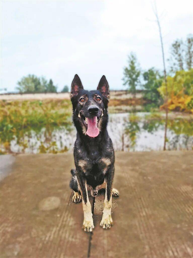 是如何练成的？——“汪汪队”养成记AG真人河南日报 他们和它们默契(图6)