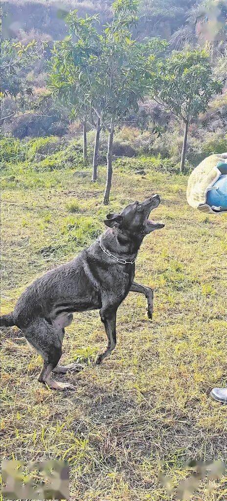 是如何练成的？——“汪汪队”养成记AG真人河南日报 他们和它们默契(图7)